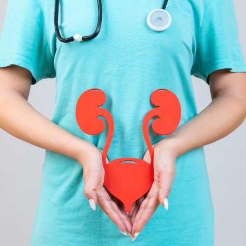 Female doctor with a stethoscope is holding mockup human urinary system . Help and care concept